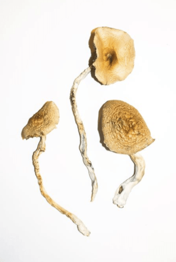 Golden teacher mushroom with iconic golden caps